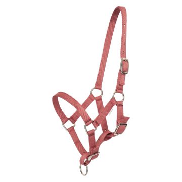 Halfter foal HVP-Nena -  Blush
