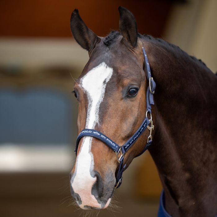Headcollar HVPNena - 5001 - Navy
