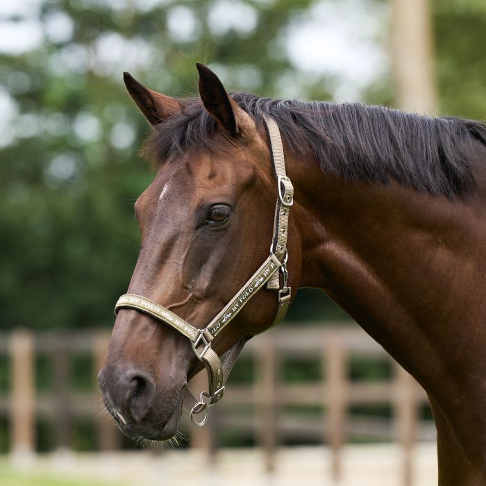 Headcollar HVPNena - 8095 - Straw