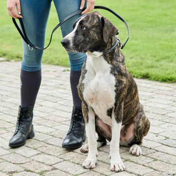 Hundehalsband HVP-Legacy -  Black