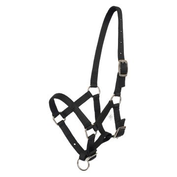 Halfter foal HVP-Nena -  Black